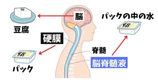 頭蓋仙骨治療Ⅱ　硬膜を超えて　美品です。 頭蓋仙骨治療Ⅱ 硬膜を越えて | ジョン・E・アプレジャー,D.O.
